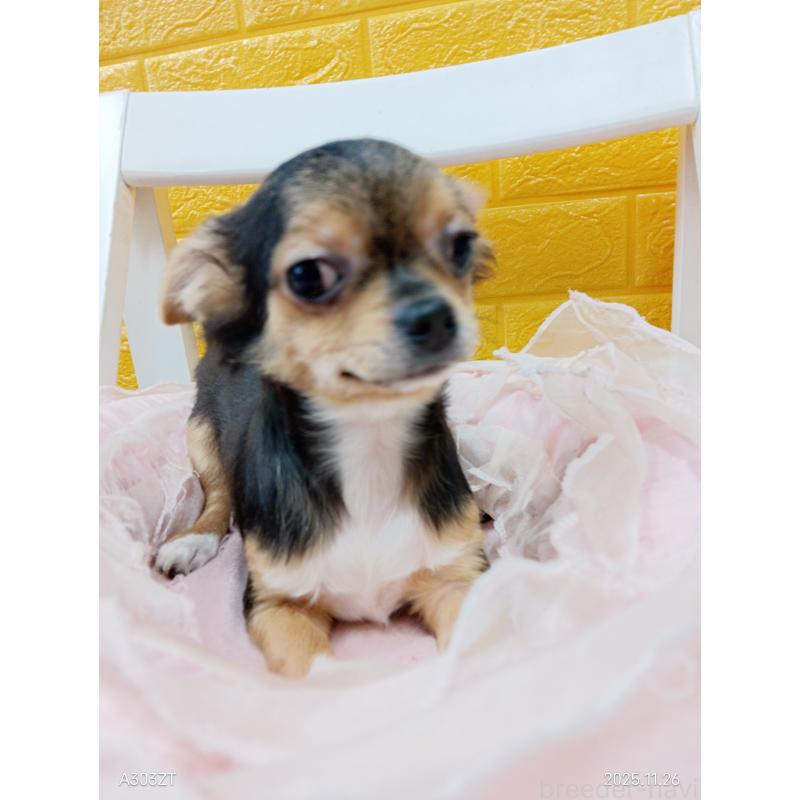 販売中の千葉県のチワワ(ロングコート)-419095の5枚目