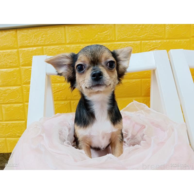 販売中の千葉県のチワワ(ロングコート)-419095の4枚目