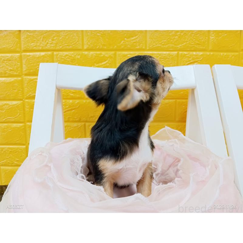 販売中の千葉県のチワワ(ロングコート)-419095の3枚目