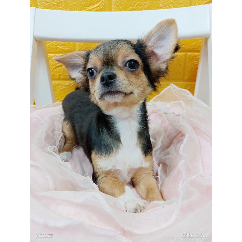 販売中の千葉県のチワワ(ロングコート)-419095の2枚目