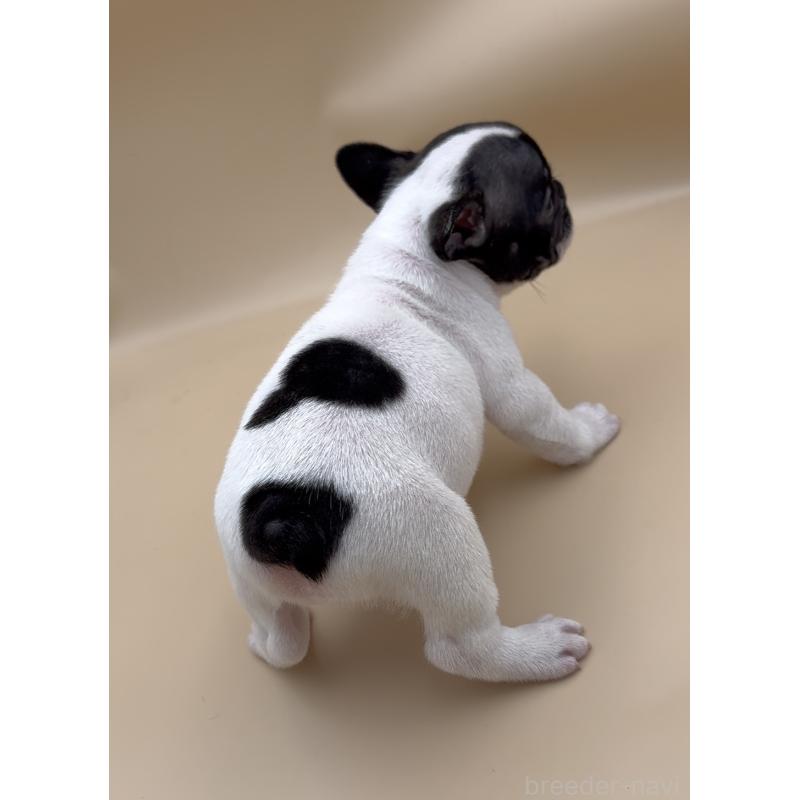 販売中の愛知県のフレンチブルドッグ-429697の4枚目