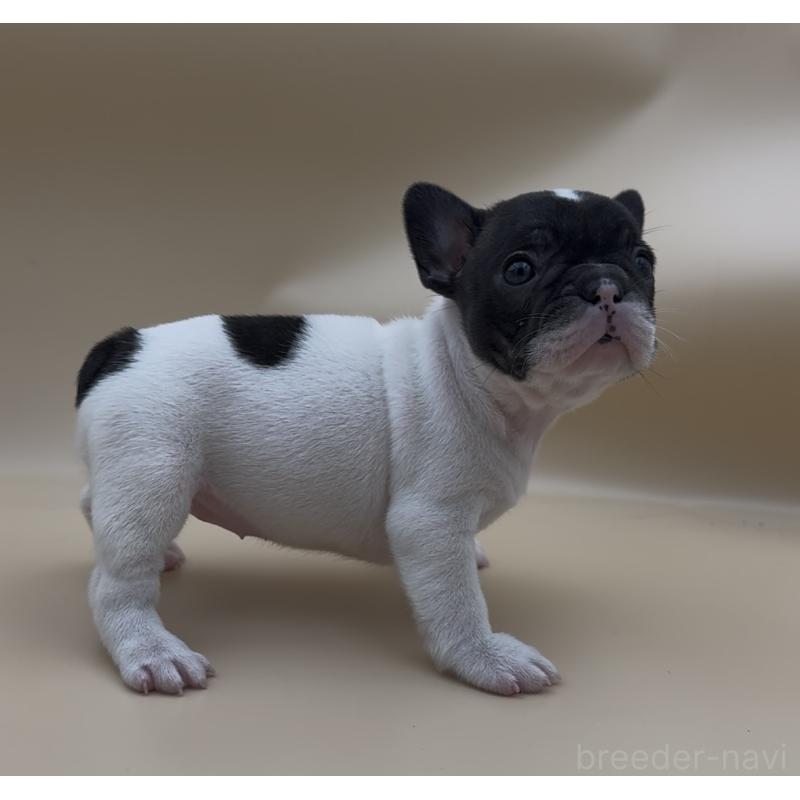 販売中の愛知県のフレンチブルドッグ-429697の3枚目