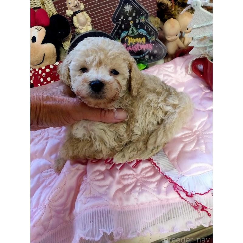 販売中の栃木県のタイニープードル-429912の3枚目