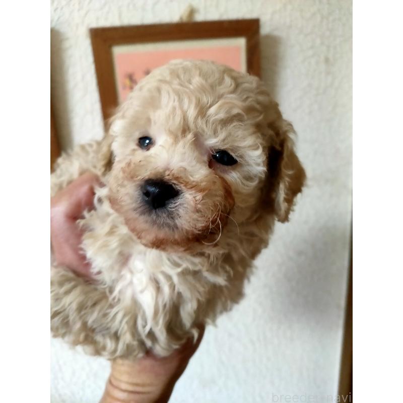 販売中の栃木県のタイニープードル-429912の2枚目
