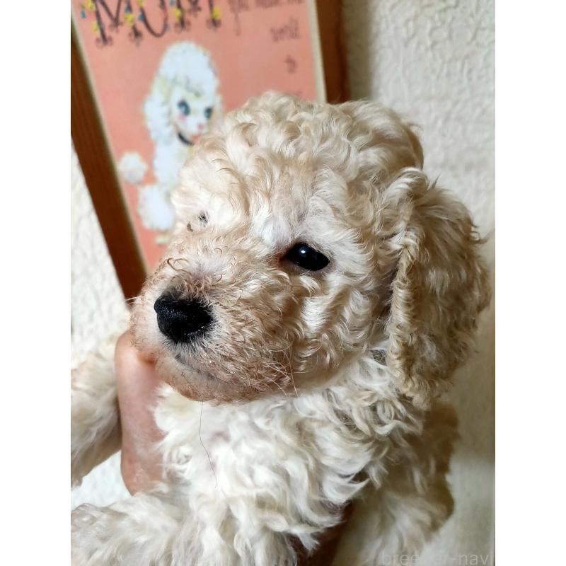 販売中の栃木県のタイニープードル-429913の3枚目