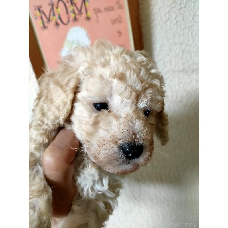 販売中の栃木県のタイニープードル-429913の2枚目