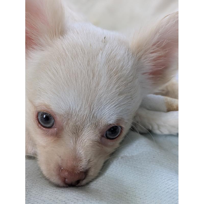 販売中の兵庫県のチワワ(ロングコート)-429914の5枚目