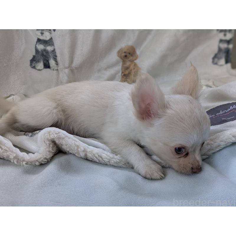 販売中の兵庫県のチワワ(ロングコート)-429914の4枚目