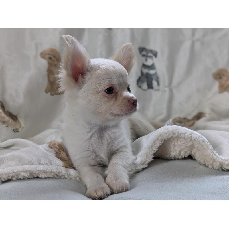 販売中の兵庫県のチワワ(ロングコート)-429914の3枚目