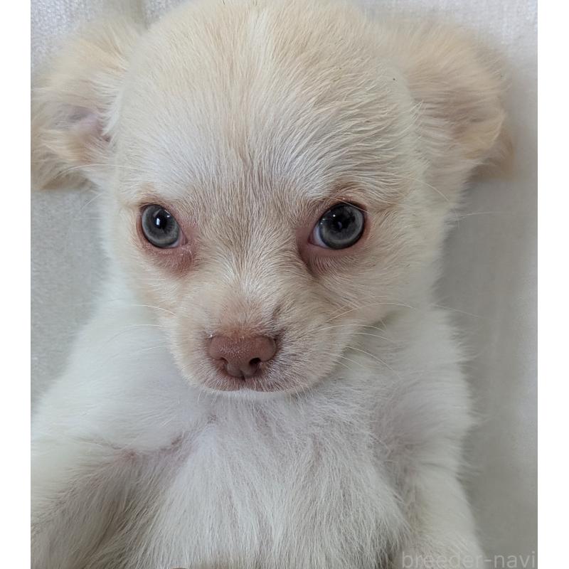 販売中の兵庫県のチワワ(ロングコート)-429914の2枚目