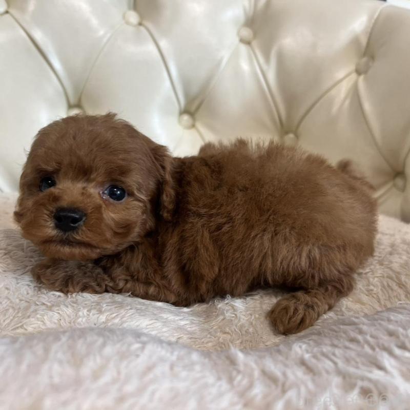 販売中の香川県のトイプードル-429949の19枚目