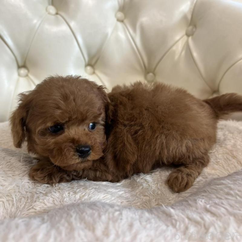 販売中の香川県のトイプードル-429949の18枚目