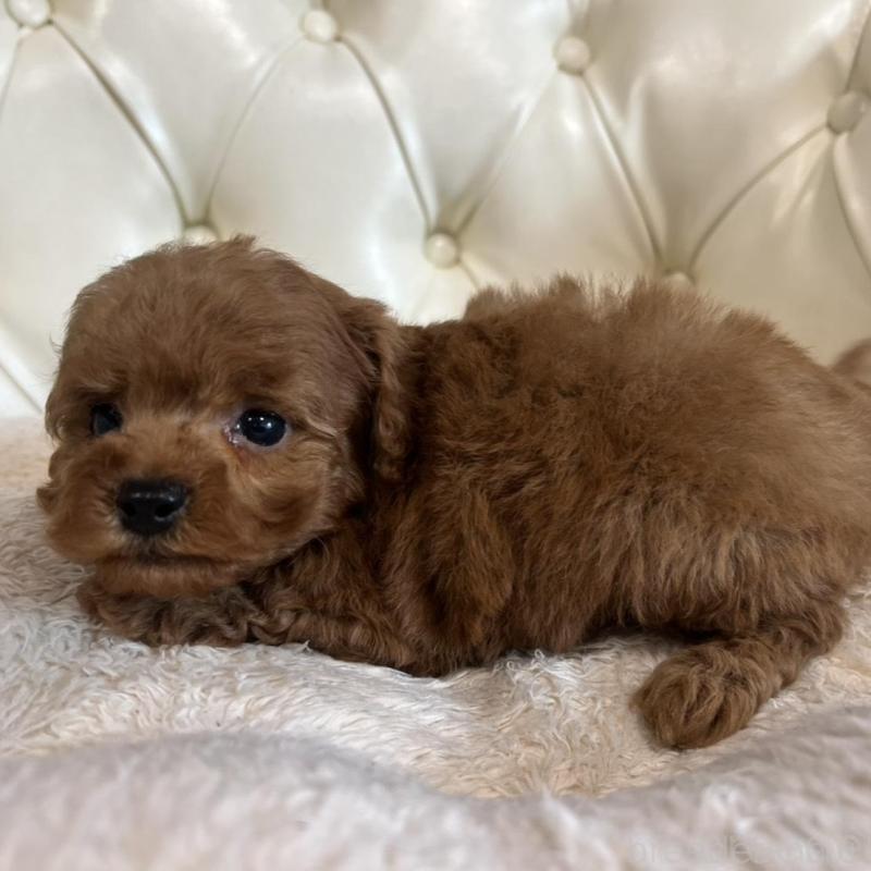 販売中の香川県のトイプードル-429949の17枚目