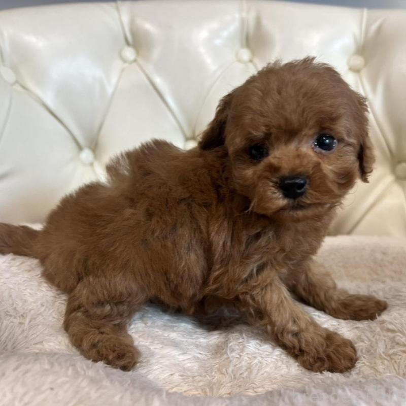 販売中の香川県のトイプードル-429949の16枚目