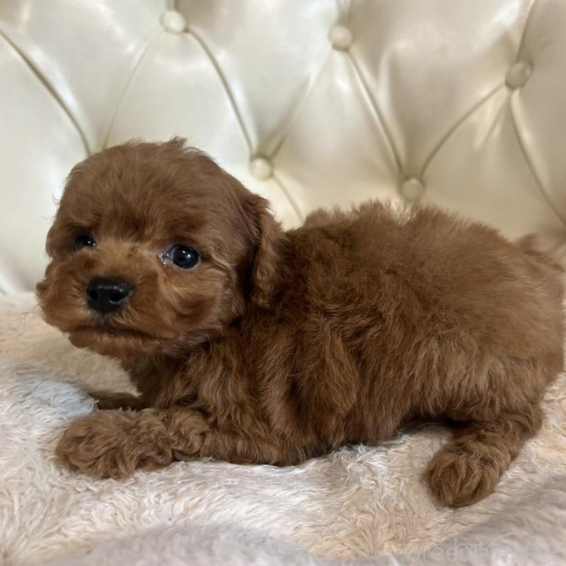 販売中の香川県のトイプードル-429949の15枚目