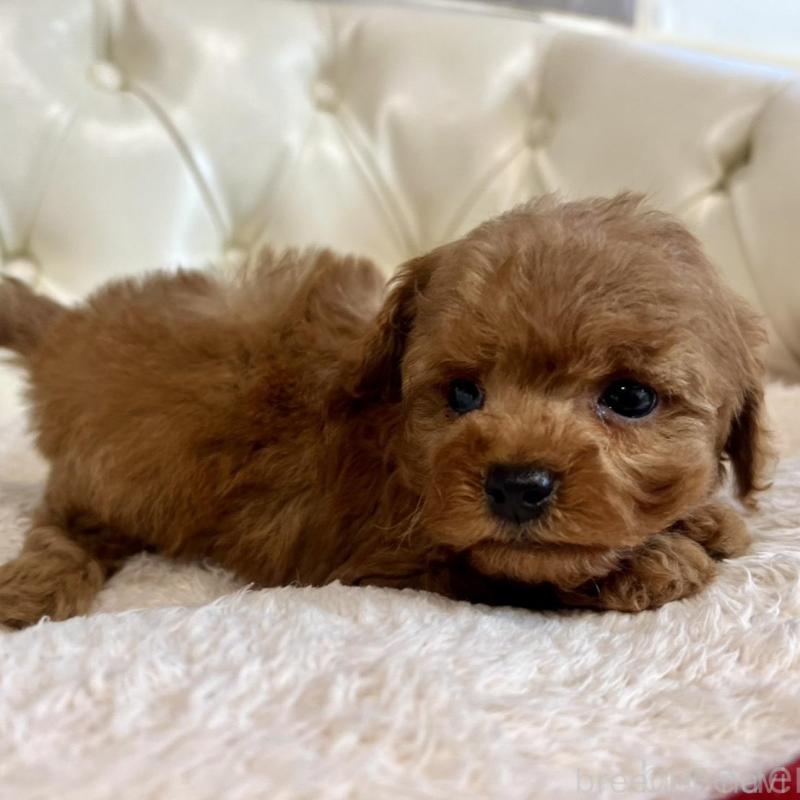 販売中の香川県のトイプードル-429949の14枚目