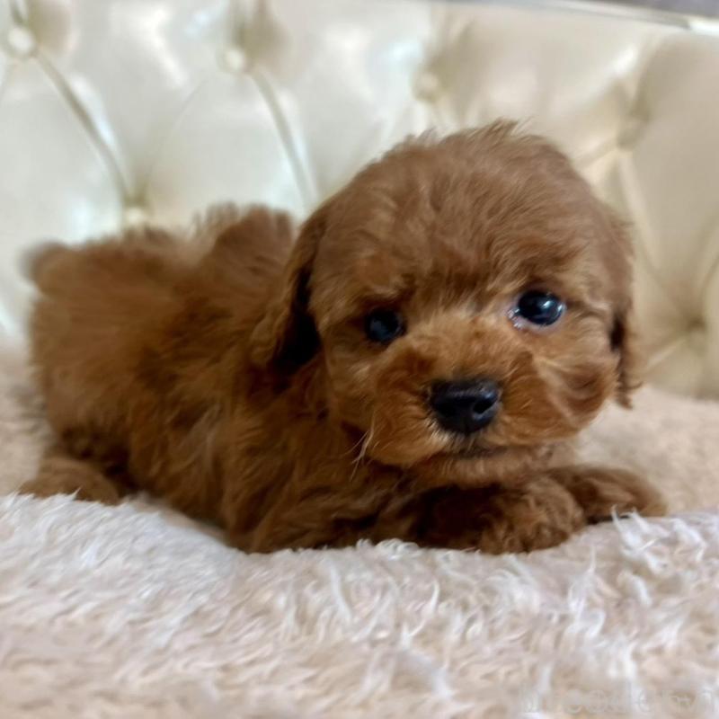 販売中の香川県のトイプードル-429949の13枚目