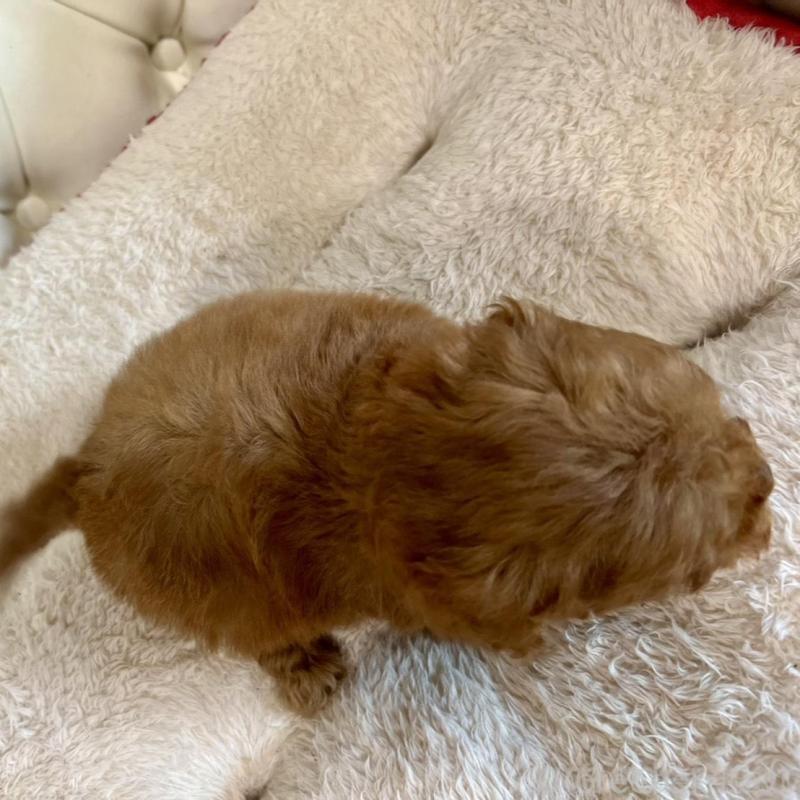 販売中の香川県のトイプードル-429949の12枚目