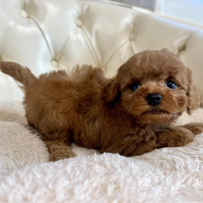 販売中の香川県のトイプードル-429949の11枚目