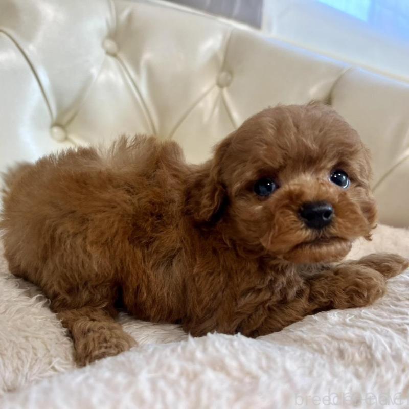 販売中の香川県のトイプードル-429949の10枚目