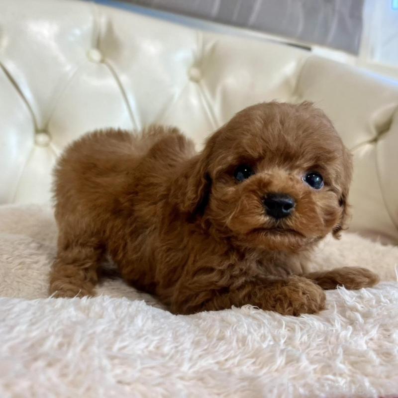 販売中の香川県のトイプードル-429949の9枚目