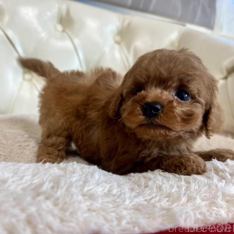 販売中の香川県のトイプードル-429949の8枚目