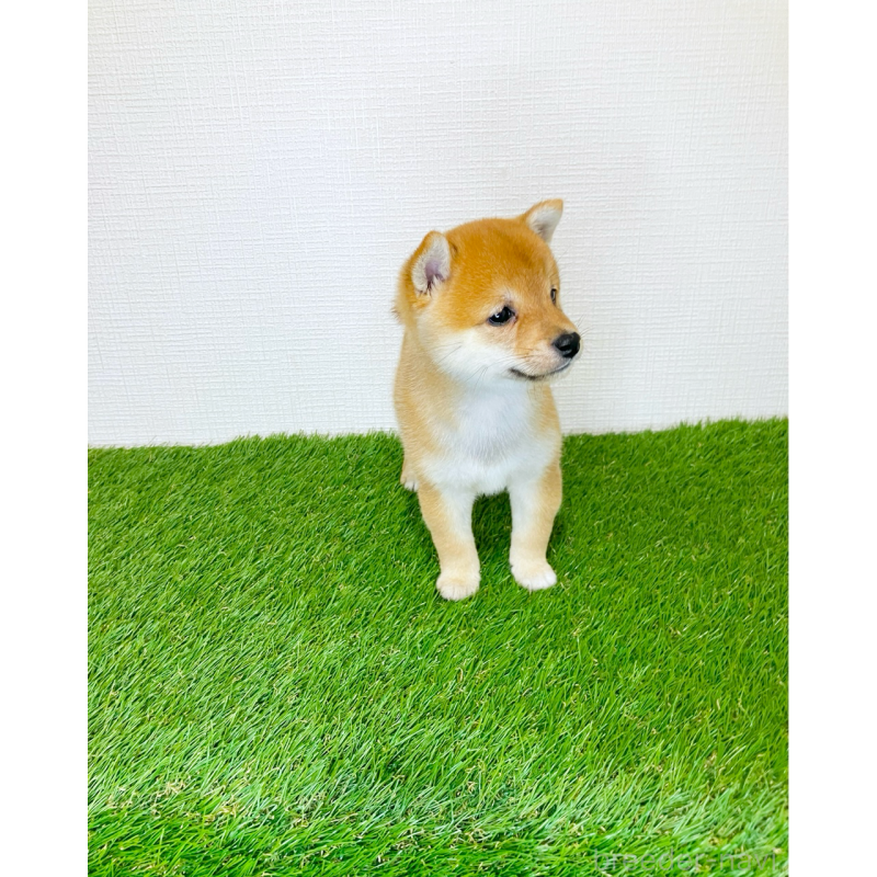 販売中の広島県の豆柴-428590の11枚目