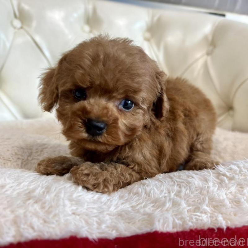 販売中の香川県のトイプードル-429949の7枚目