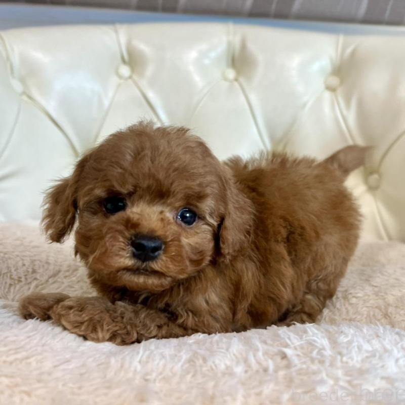 販売中の香川県のトイプードル-429949の6枚目