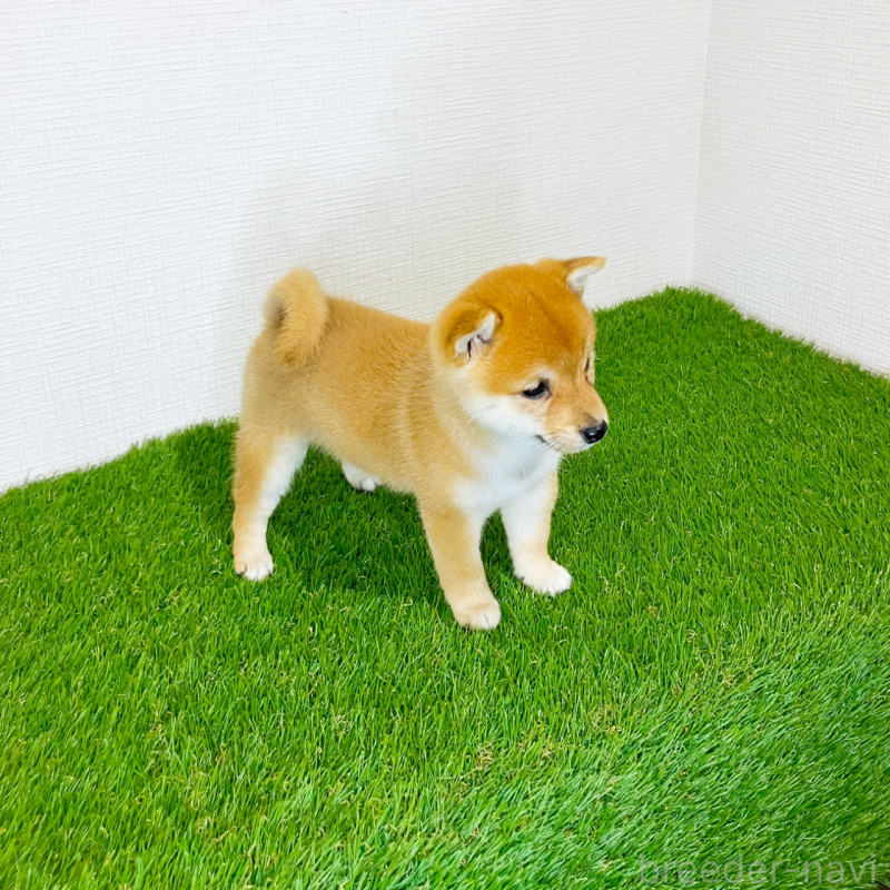 販売中の広島県の豆柴-428590の10枚目