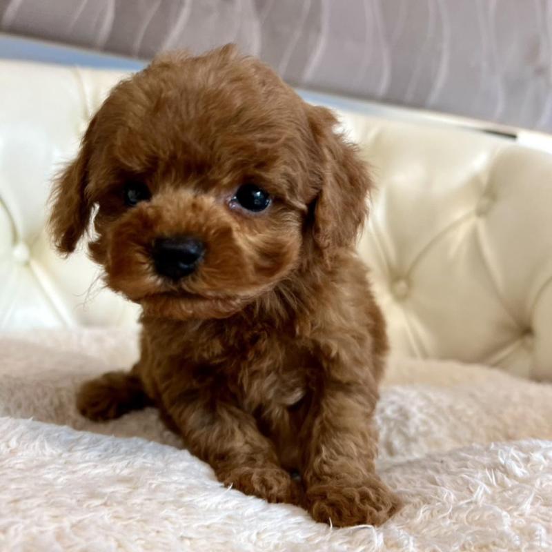 販売中の香川県のトイプードル-429949の5枚目