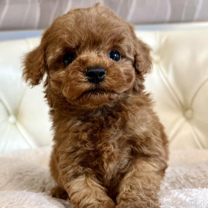 販売中の香川県のトイプードル-429949の4枚目