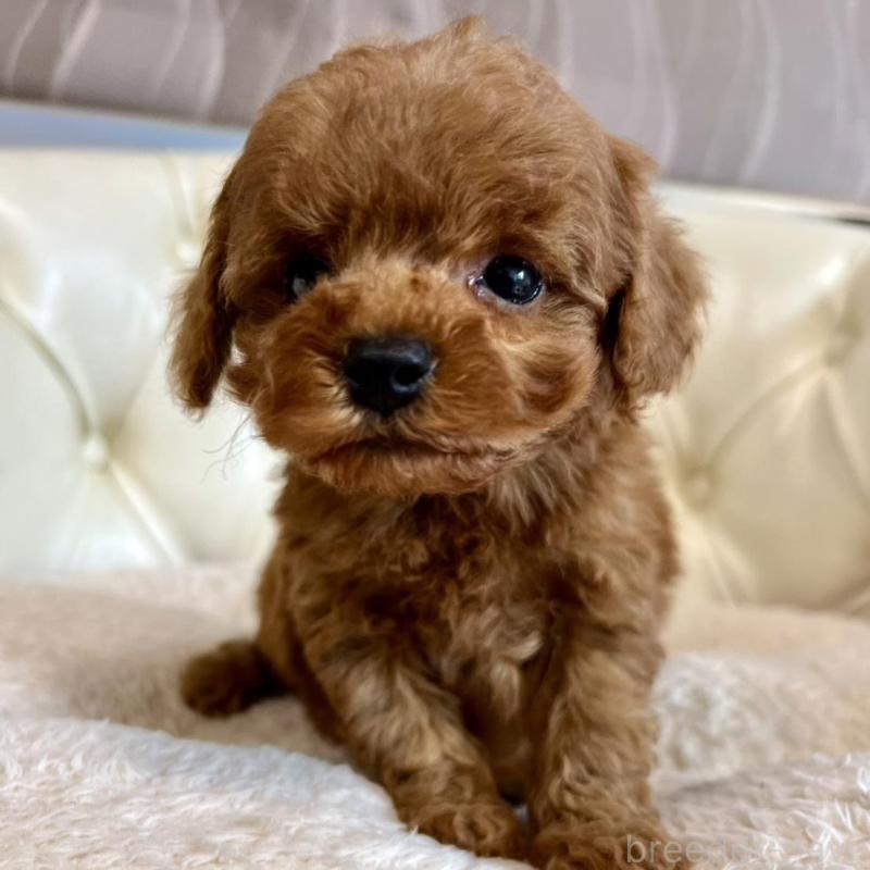 販売中の香川県のトイプードル-429949の3枚目