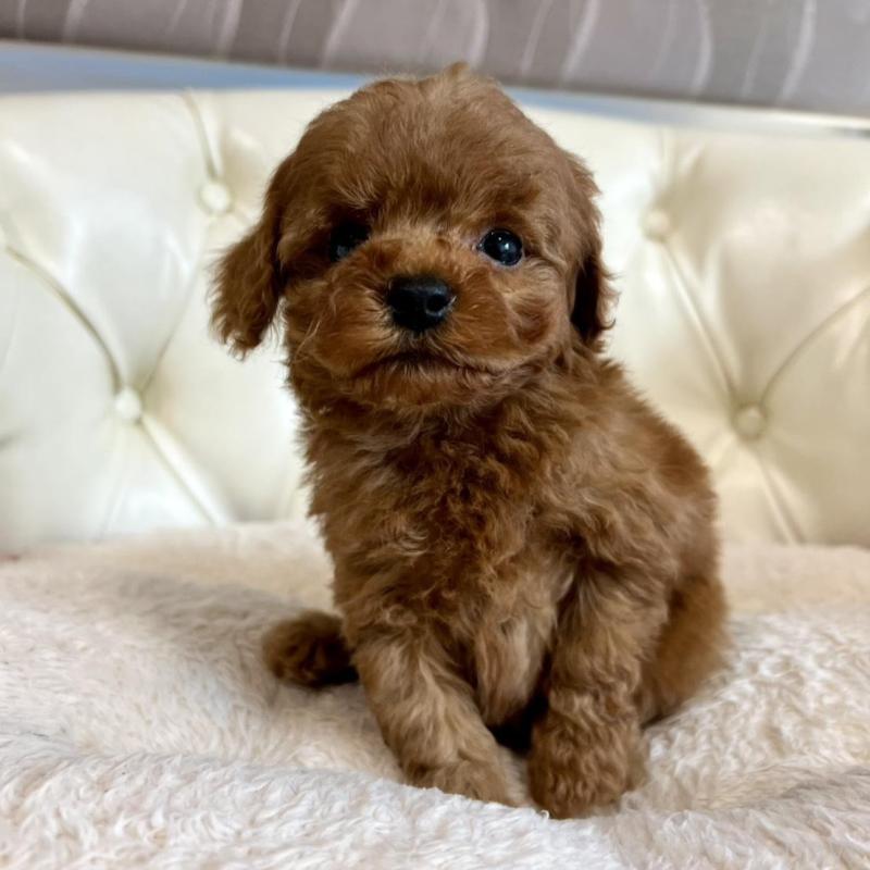 販売中の香川県のトイプードル-429949の2枚目