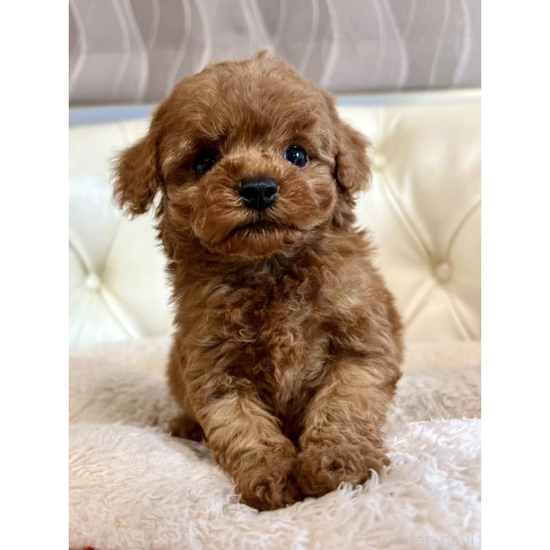 販売中の香川県のトイプードル-429952の23枚目