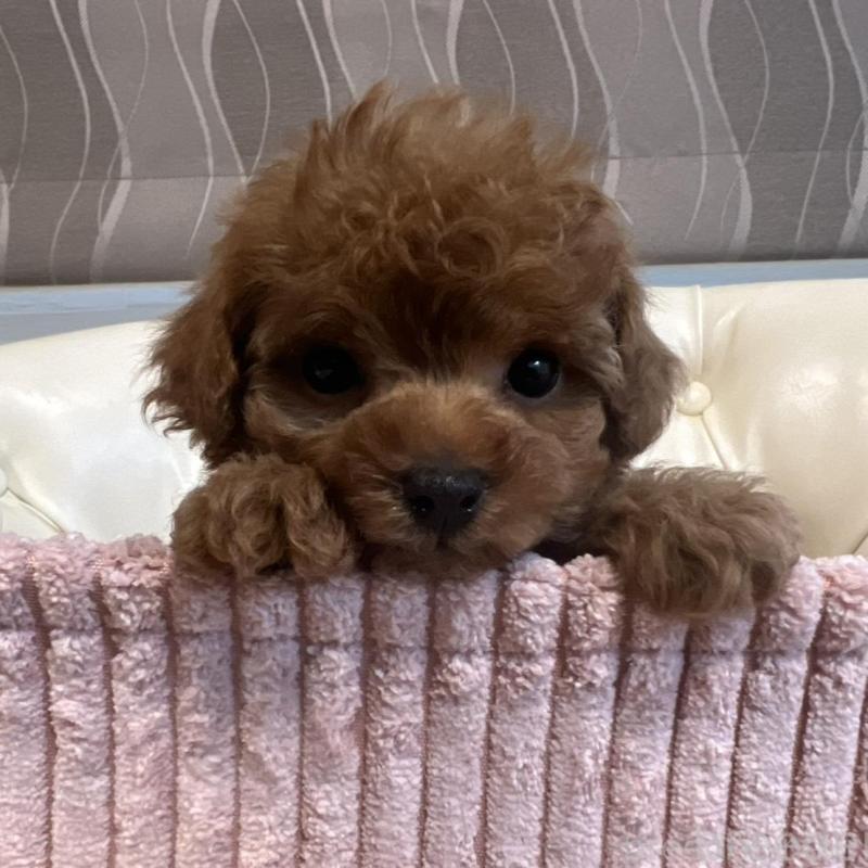 販売中の香川県のトイプードル-429952の22枚目