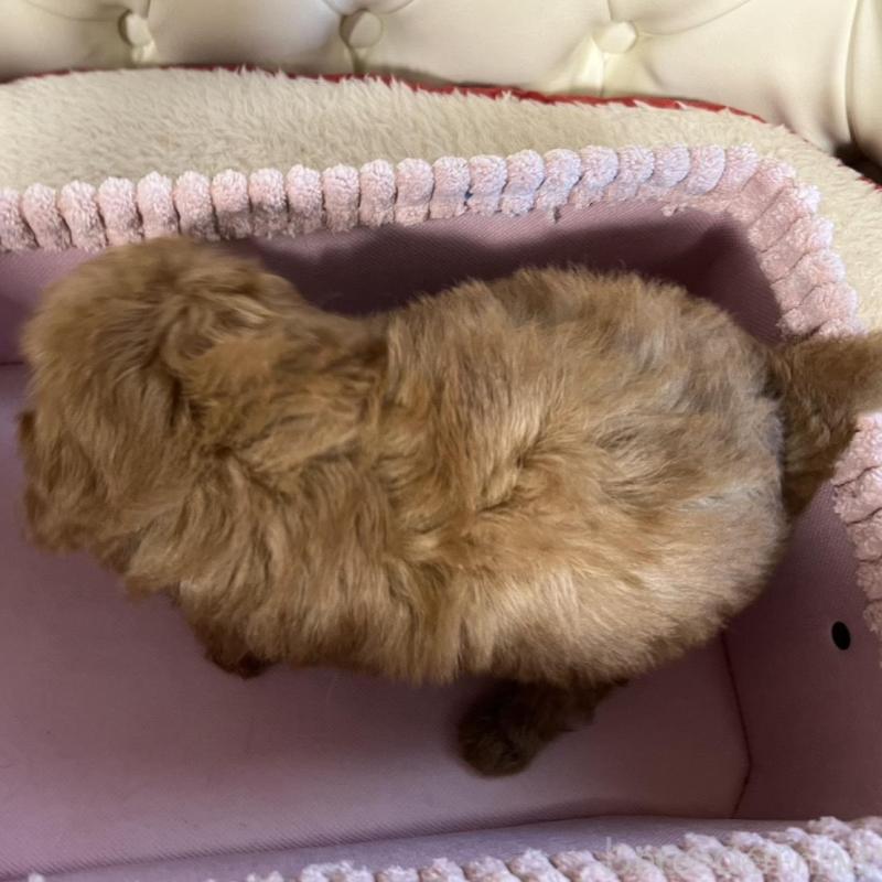 販売中の香川県のトイプードル-429952の21枚目