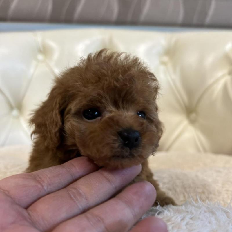 販売中の香川県のトイプードル-429952の20枚目