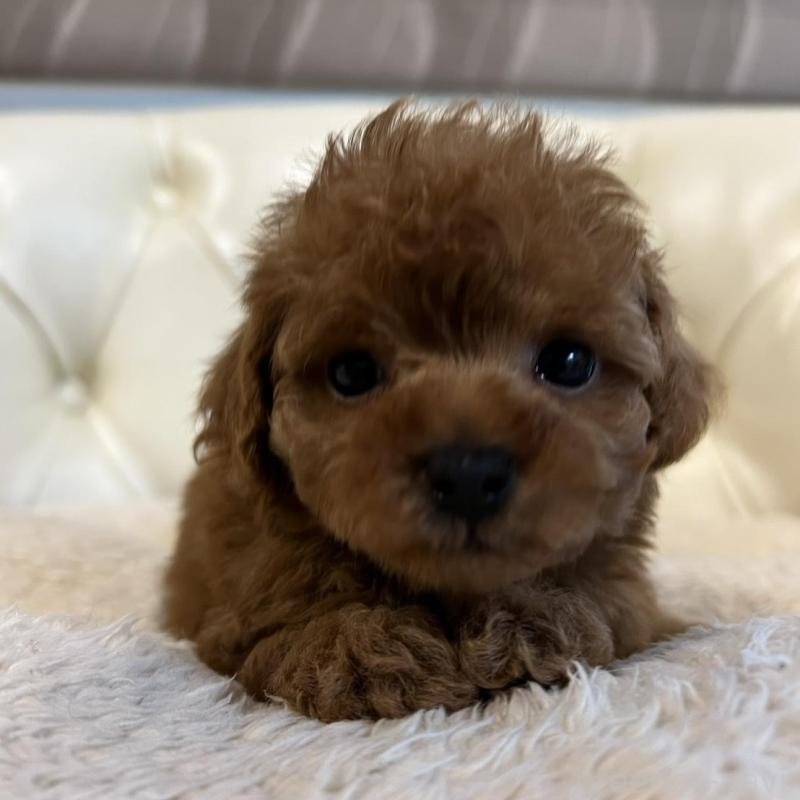 販売中の香川県のトイプードル-429952の19枚目