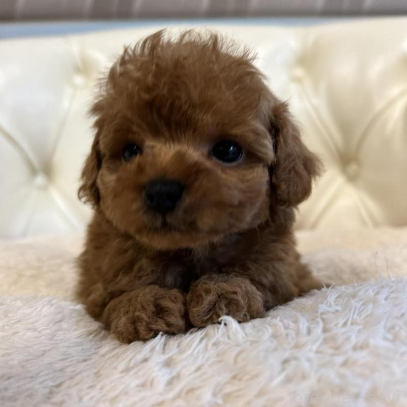 販売中の香川県のトイプードル-429952の18枚目