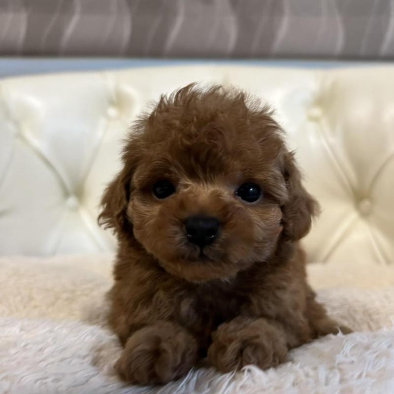 販売中の香川県のトイプードル-429952の17枚目