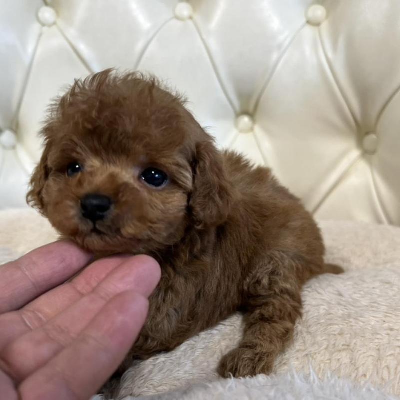 販売中の香川県のトイプードル-429952の16枚目