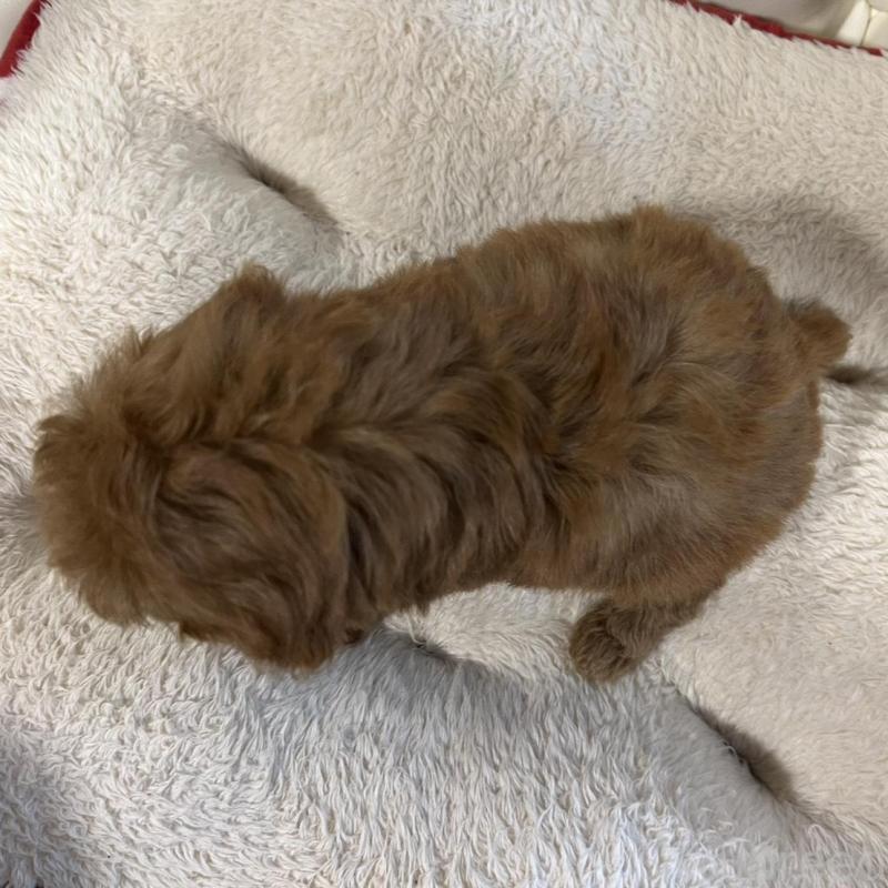 販売中の香川県のトイプードル-429952の15枚目