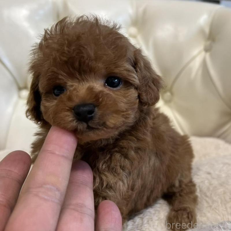 販売中の香川県のトイプードル-429952の14枚目