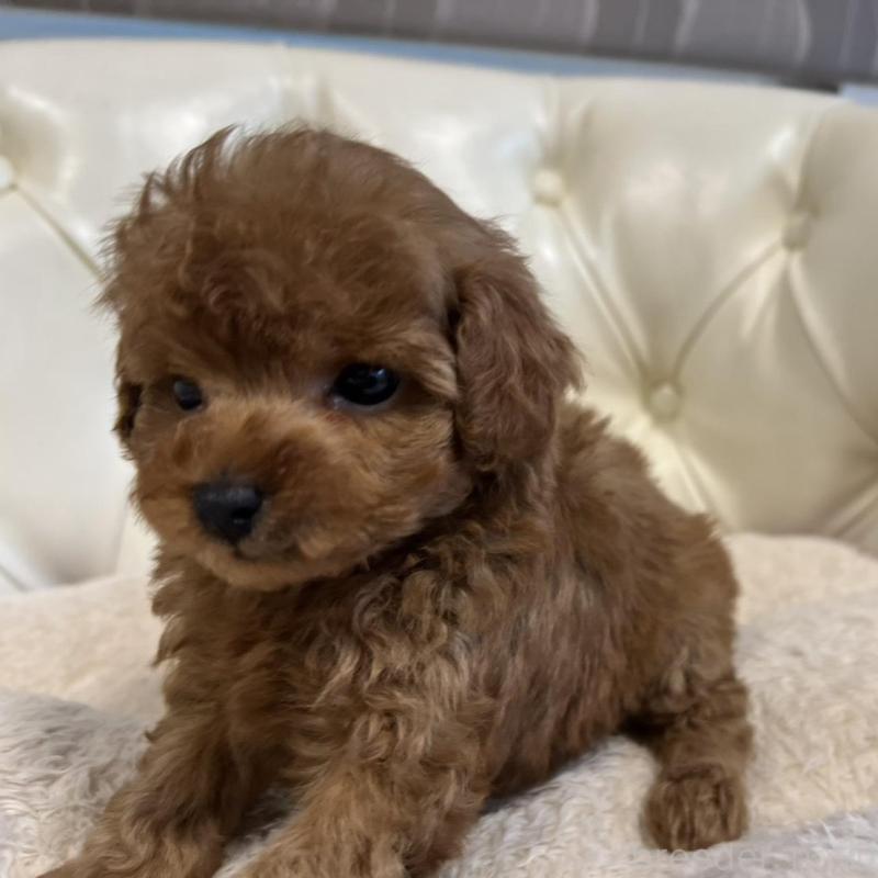 販売中の香川県のトイプードル-429952の13枚目