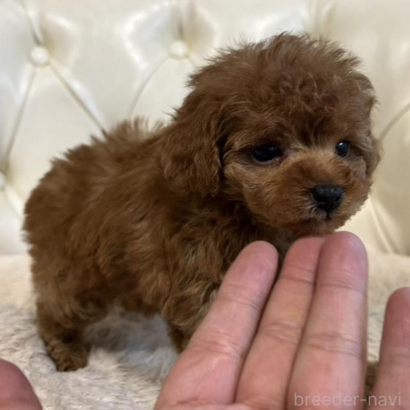 販売中の香川県のトイプードル-429952の12枚目