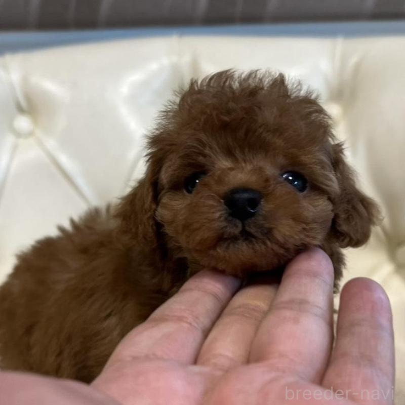 販売中の香川県のトイプードル-429952の11枚目