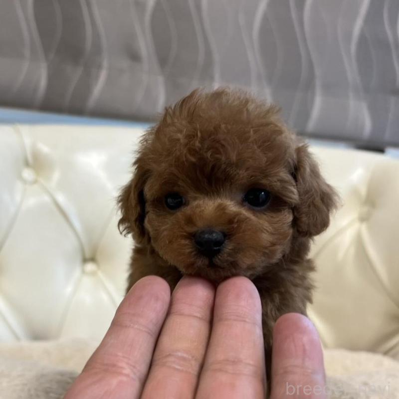 販売中の香川県のトイプードル-429952の10枚目