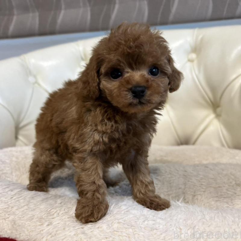 販売中の香川県のトイプードル-429952の9枚目