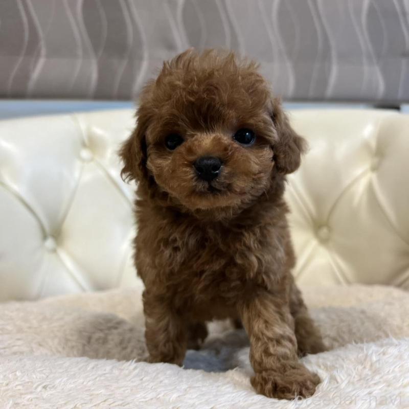 販売中の香川県のトイプードル-429952の8枚目